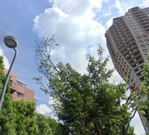 元麻布ヒルズフォレストテラスイースト