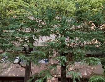 パークホームズ新川崎フォレストコート