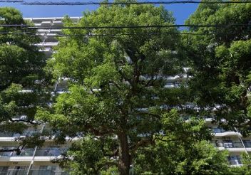 パークシティ溝口　Ｃ棟