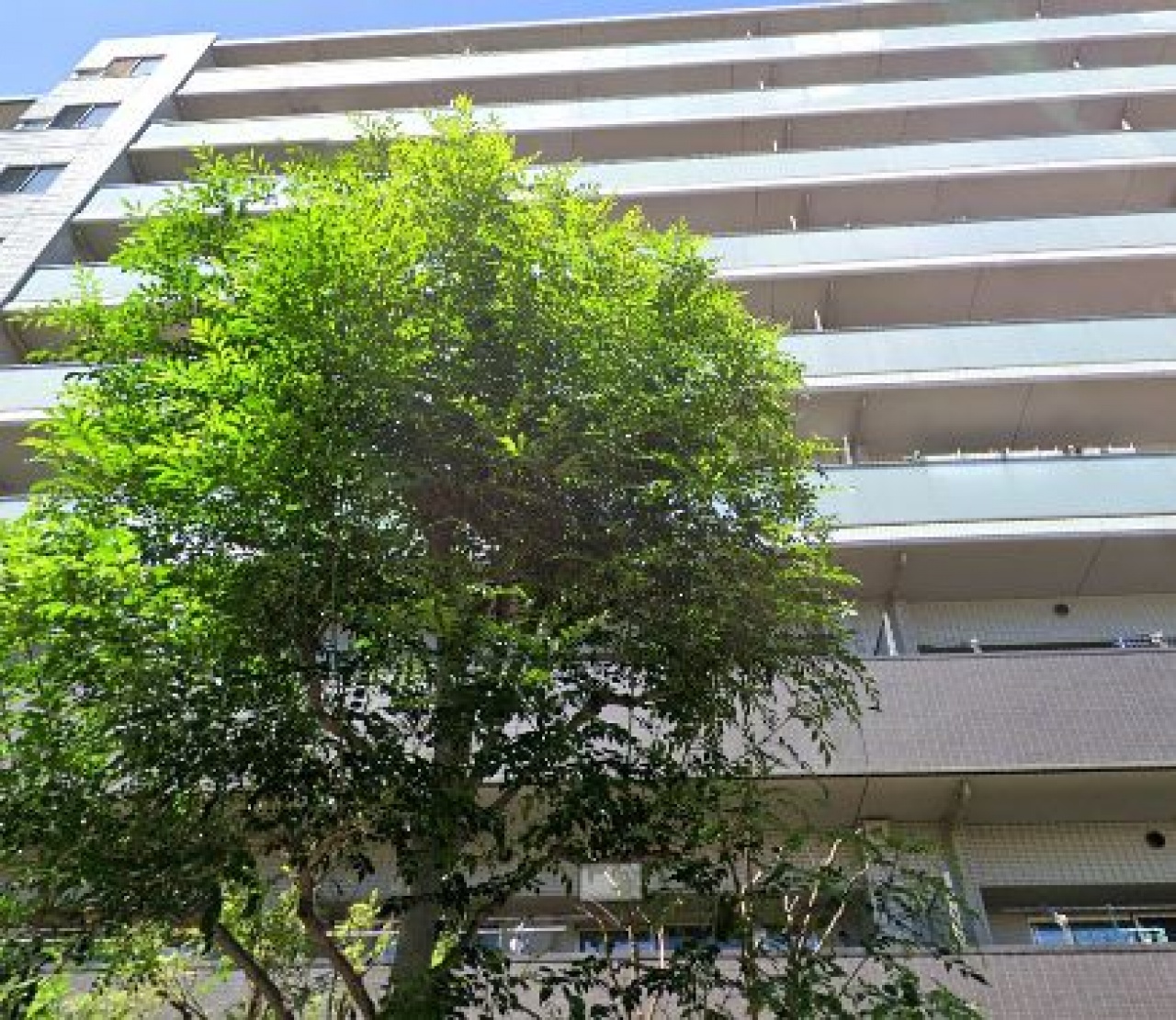 ライオンズウイングゲート