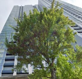 ワールドシティタワーズキャピタルタワー